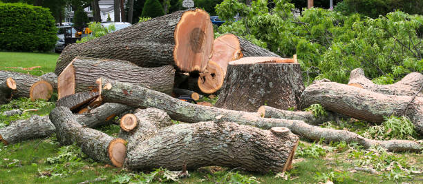 Best Storm Damage Tree Cleanup  in Lake Lotawana, MO